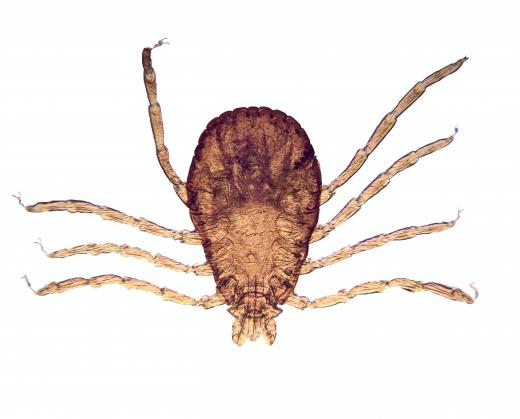Ticks are one type of arachnid.