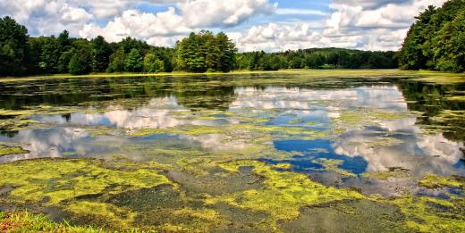 Algae in the lake.