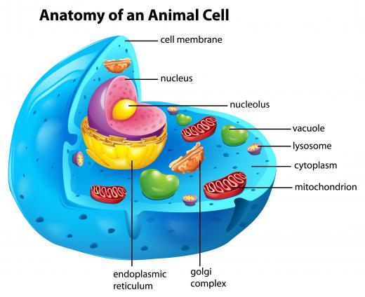 Animal and plants cells are filled with cytoplasm.