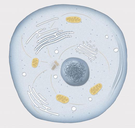 A cell with a Golgi apparatus.