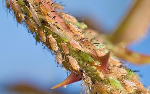 Aphids are fluid feeders who get their nutrients from plants.