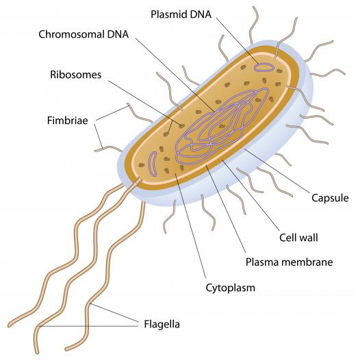 Singled-celled archaea are prokaryotes.