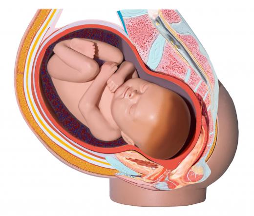 An embryo transitions into a fetus at 8 weeks gestation.