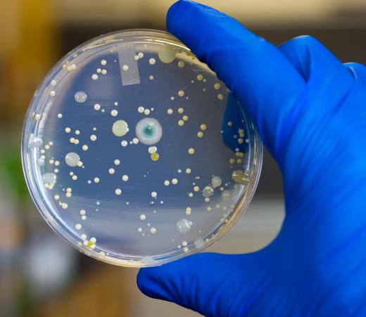 Though Petri dishes can be sealed, researchers should still wear gloves when handling them.