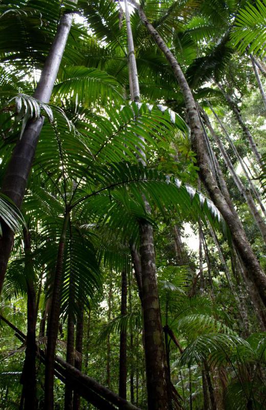A functional ecologist may study trees in the rainforests.
