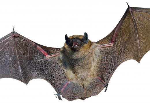 Bats adapted to live in the air during the Cenozoic era.