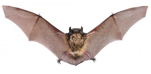 Bats have characteristics of both warm- and cold-blooded animals.