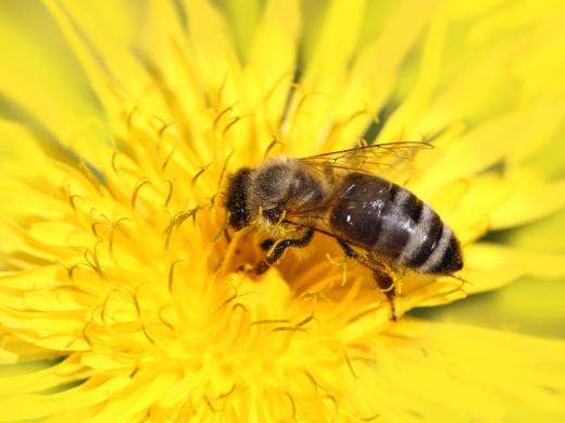 Plants can eject pollen in milliseconds when they detect that a pollinating insect has landed.