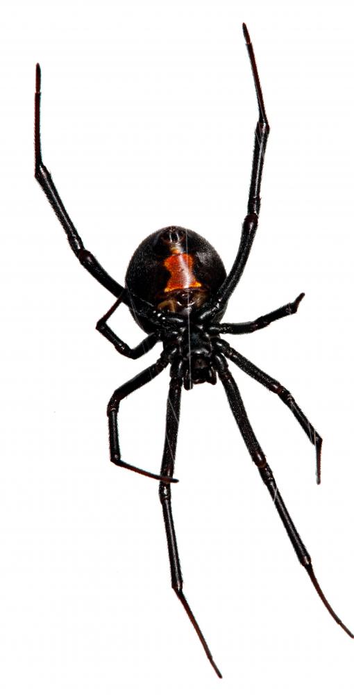 Spiders, like the poisonous Black Widow, are classified as Arachnids.