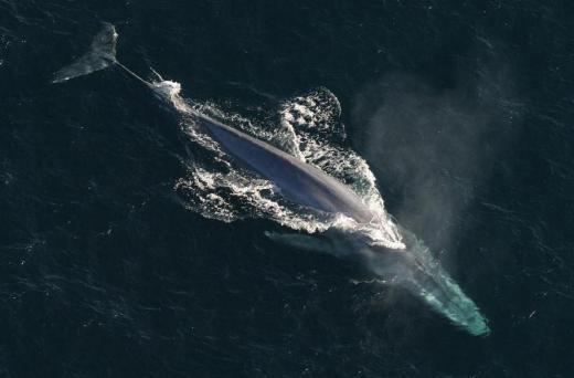 The blue whale, which can reach 98 ft in length, is the largest animal ever known to have lived.