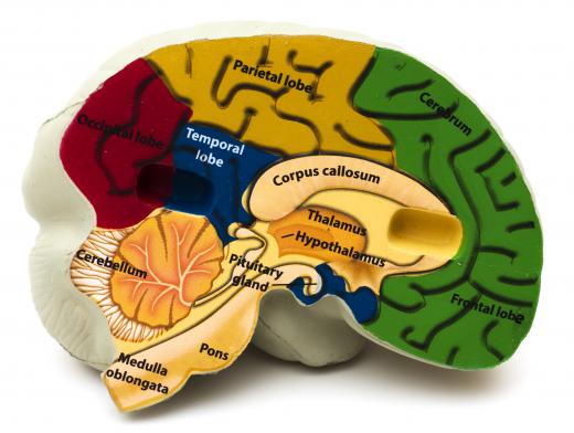 The areas of the brain.