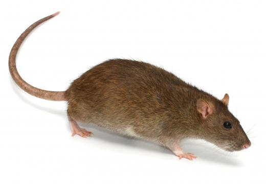 Brown rats are common in urban areas.