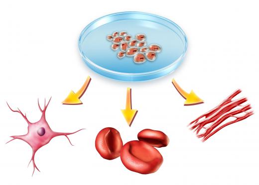 Stem cells and the types of cells they could become.