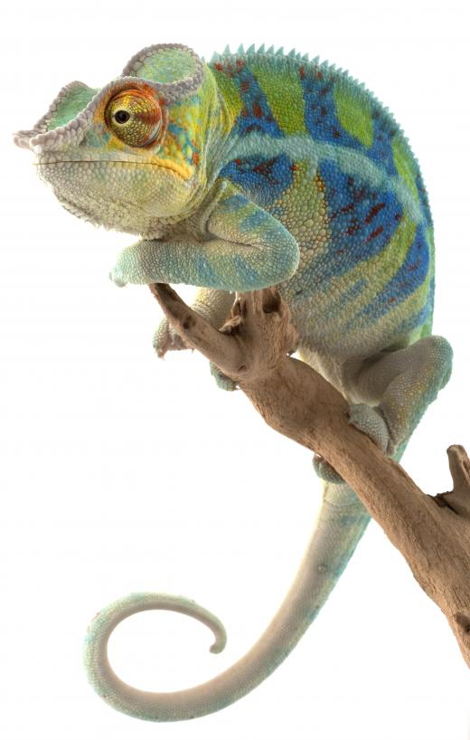A Chameleon is a cold-blooded animal.