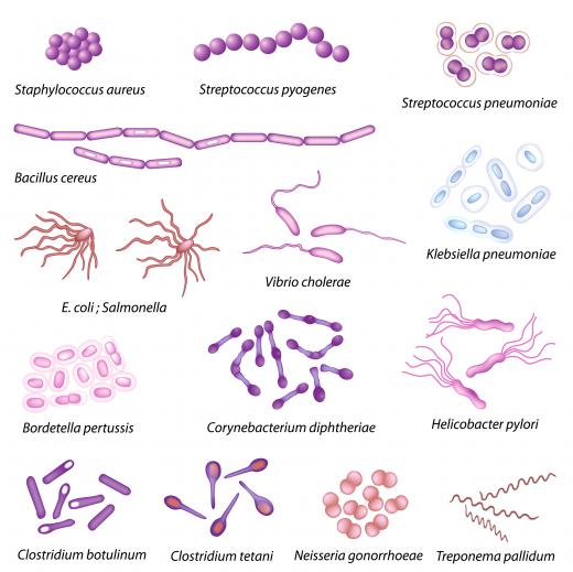 Bacteria come in a variety of shapes.