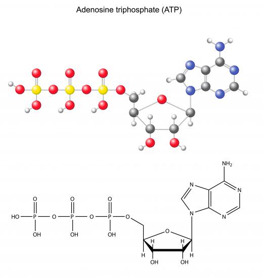 Anaerobic fermentation is part of the process to produce molecules of ATP.