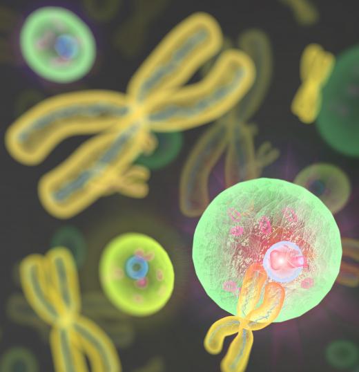 Chromosomes carry all genetic information that control the cell's life processes.