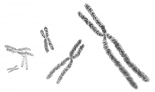 Chromosomes are thread-like structures located inside the nucleus of animal and plant cells.