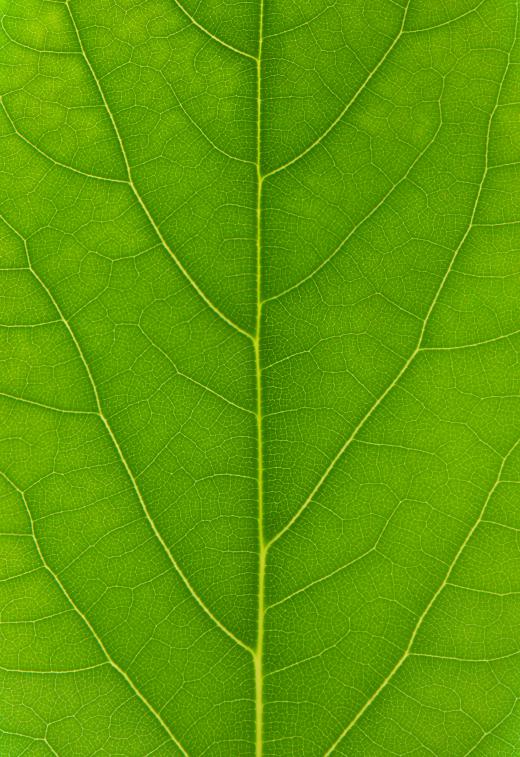 During the warmer months, leaves photosynthesize sunlight, producing chlorophyll.