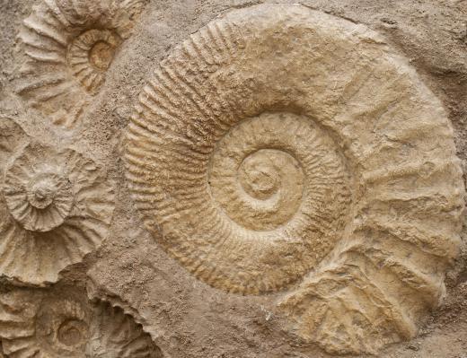 The Devonian period was from about 416 million to 359 million years ago.