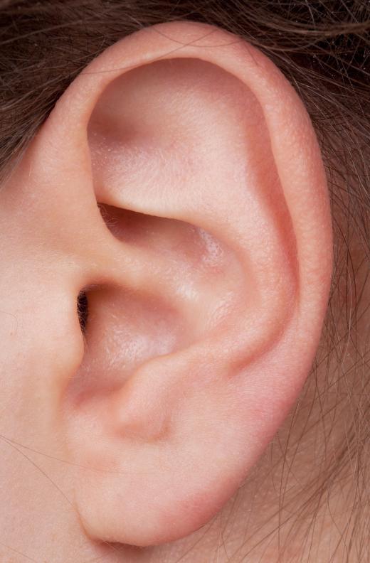 The wise outer area of the ear is maximized to collect sound vibrations.