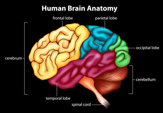 The frontal cortex, or frontal lobe, is responsible for logic and reasoning.