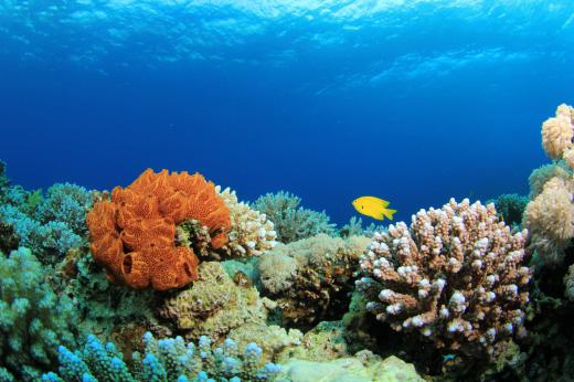 Some marine ecologists study coral reefs and other ocean ecosystems.
