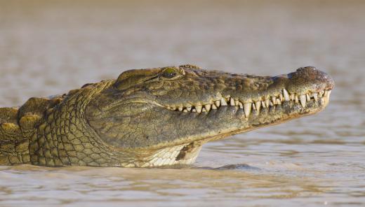 "SuperCroc" was a nickname for an ancient crocodile.