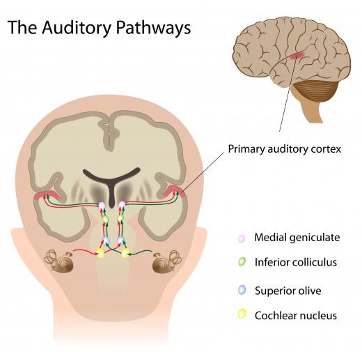 The auditory cortex receives sound information.