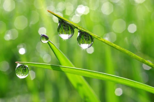 The presence of dew is sometimes considered when predicting the weather.