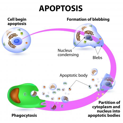 Sometimes, cell cycle arrest proceeds apoptosis, cell death.