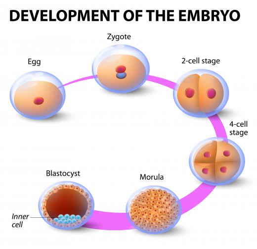 An embryo develops into a blastocyst in 5 stages.