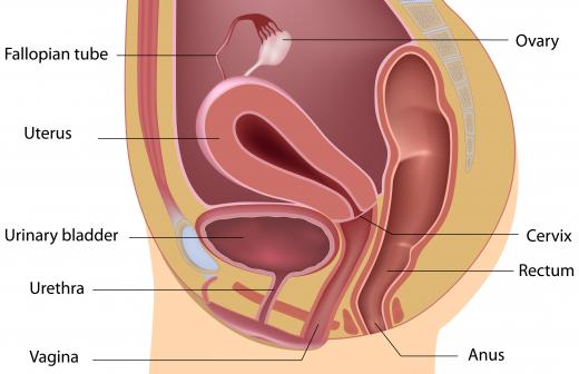 A woman's fallopian tubes contain celia that transport the ovum.