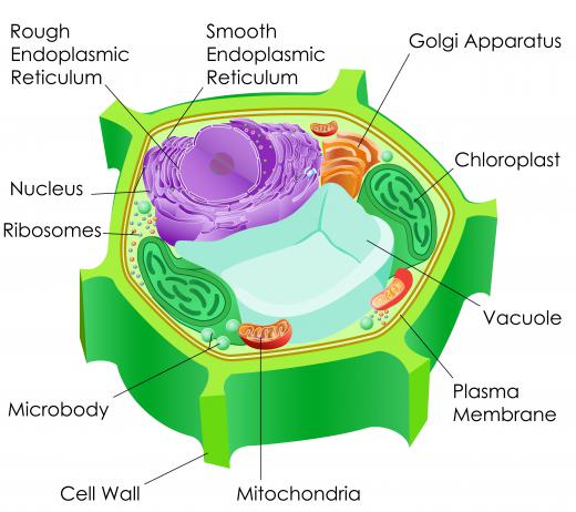The golgi apparatus is an organelle found in most eukaryotic cells, including in plant cells.