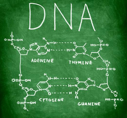 Three hydrogen bonds link guanine and cytosine in DNA.