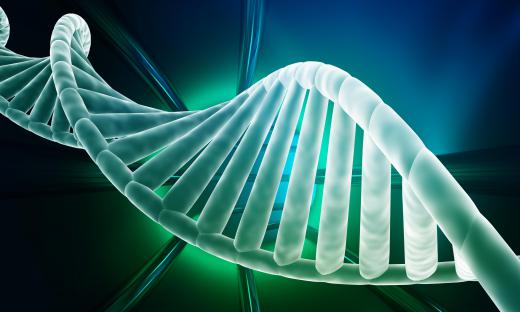 If one thinks of a molecule of DNA as resembling a ladder, then each rung in the ladder is made up of a pair of smaller molecules called nucleotides.