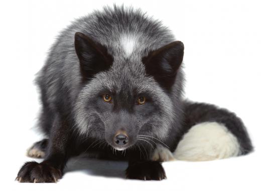 A silver fox, such as the ones used in the Soviet Union artificial selection experiments.