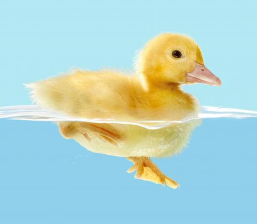 Buoyancy allows a duckling to float in water.