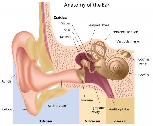 Sound energy is converted into audible sounds by the human ear.