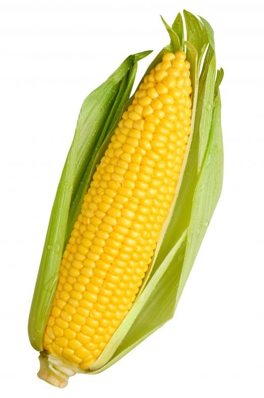 Corn is one of the most commonly genetically-modified foods.