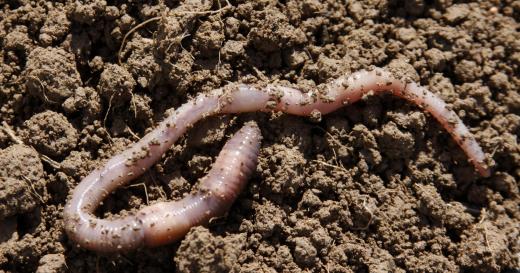 Earthworms can absorb fullerenes, which then may find their way into the food chain and pose a potential danger to larger animals and humans.