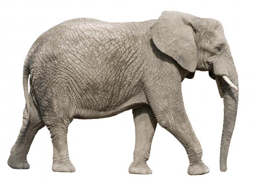 Elephants often weigh a metric ton.