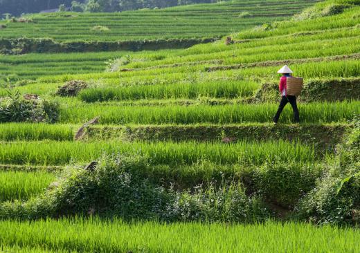 Rice paddies can produced large amounts of methane, which contributes to climate change.