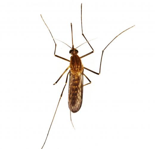 Mosquitoes are fluid feeders.