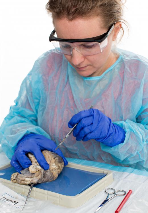 Some students learn about myology through dissection.
