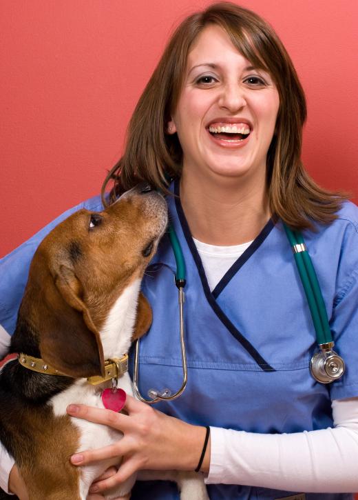 Entry-level jobs in ethology may include employment as a veterinary technician.