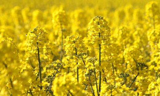 Strains of canola have been genetically engineered to resist herbicides.