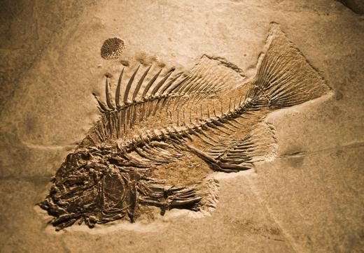 Paleontology relies on the fossil record.