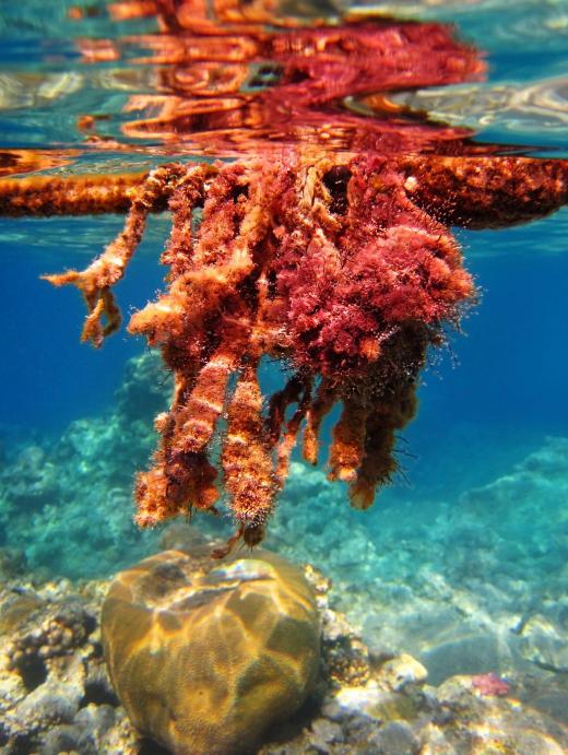 There are more than 5,000 distinct species of red algae.