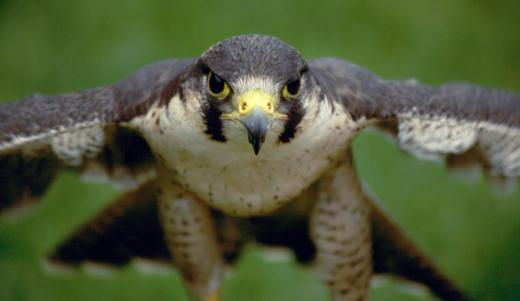 Birds like the peregrine falcon can reach speeds of over 200 miles per hour on steep dives.
